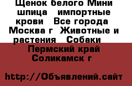 Щенок белого Мини шпица , импортные крови - Все города, Москва г. Животные и растения » Собаки   . Пермский край,Соликамск г.